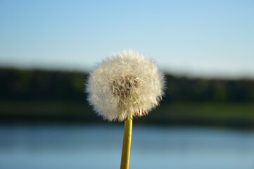 white fluffy dandelion close-up, the flower is slightly illuminated by the setting sun, behind the blurred background of the river and sky