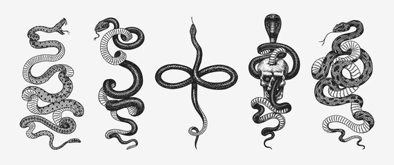 Set of snakes. Pythonidae or python. Boinae or boas or boids. Eastern racer or Coluber constrictor. Indian cobra or spectacled or Asian or binocellate. Engraved hand drawn in old sketch, vintage style