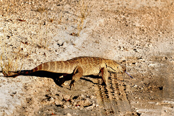 Etosha national park, Namibia.
