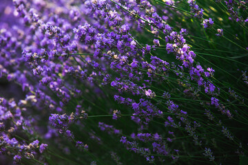 Beautiful lavender field at sunrise. Purple flower background. Blossom violet aromatic plants.