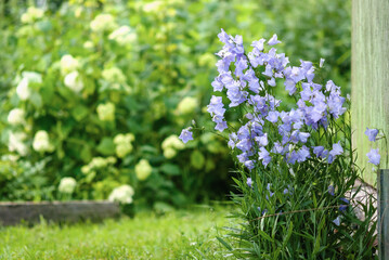 flower garden - blue balloon flowers and green hydrangea in summer
