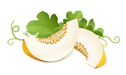 Melon. Ripe delicious juicy fruit, Isolated on white background. Eps10 vector illustration.