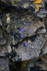 purple lichen on the stone