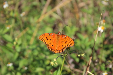 Gulf Fritillary aka Agraulis vanillae in Florida.