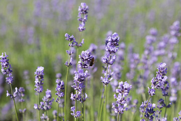 Obraz premium 하니 라벤더팜