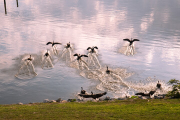 Canadian Geese flying and landing on the Rappahannock River in Tappahannock Virginia on the middle...