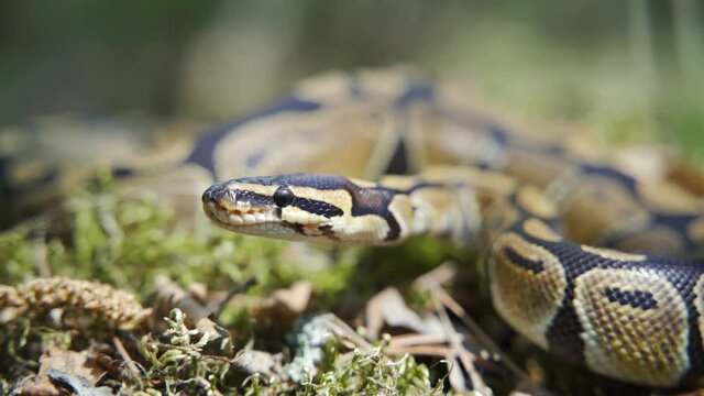 An adult boa constrictor hisses and sticks out its tongue in close-up. The snake curled up into a ball. Slow motion, blurred background. HD