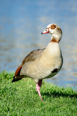 Oiseau