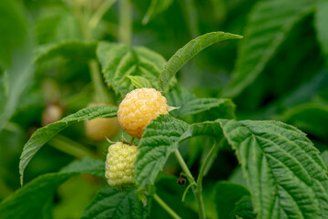 close up of a yellow raspberry growing in a green bush, ripe for the harvest