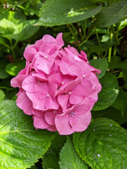 Pink hydrangea/hortensia closeup in green garden
