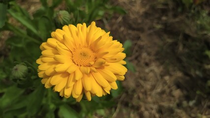 Marigold in the garden.