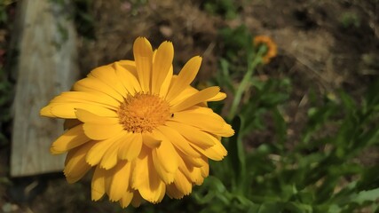 Marigold in the garden.