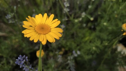 Marigold in the garden.