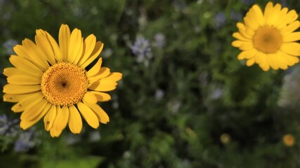 Marigold in the garden.