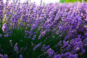 Naklejka premium Beautiful lavender field at sunrise. Purple flower background. Blossom violet aromatic plants.