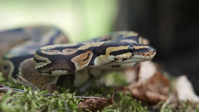 The boa constrictor slowly raises its head in close-up. The snake lies in the grass. Blurred background, 4K UHD.