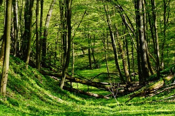 Fototapeta Soczyście zielony leśny wąwóz obraz