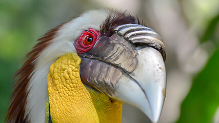 Close up portrait of Wreathed hornbill, endarged species from indonesia