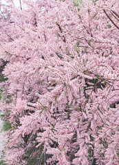 Tamarix ramosissima Pink Cascade in bloom in the spring..