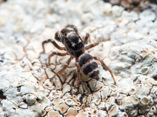 Zebra spider on a rock. Genus Salticus.