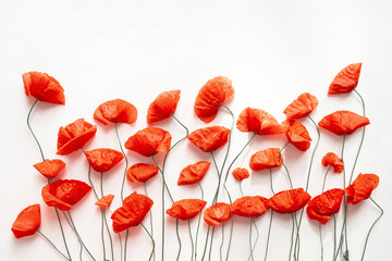 Creative composition made of red poppies on white background. Nature concept. Summer background in...