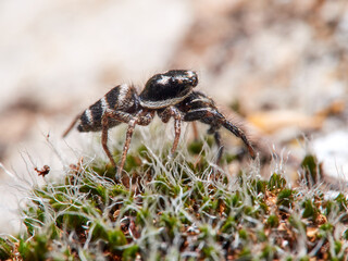 Zebra spider on a rock. Genus Salticus.