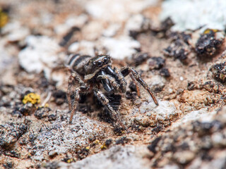 Zebra spider on a rock. Genus Salticus.