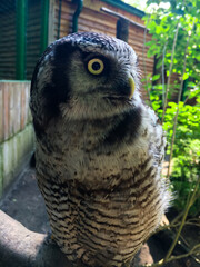 Surnia ulula, nothern hawk owl in the zoo in Poland.