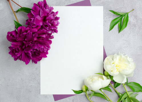 Blank for a greeting card or invitation. White blank paper and peony flowers on a gray concrete background.