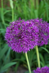 Kwitnący czosnek ozdobny w przybliżeniu