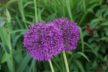 Fioletowe kule czosnku ozdobnego  © Anna