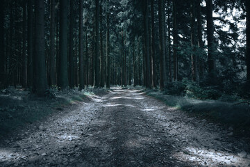 forest road nature tree trees woods green landscape