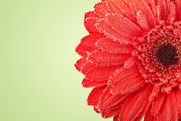 Macrophotography. Gerbera in the dew. Background with copy space. Selective focus.