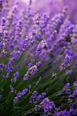 Obraz premium Beautiful lavender field at sunrise. Purple flower background. Blossom violet aromatic plants.
