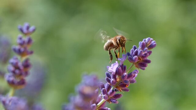 Flying bee gathering pollen from lavender flowers. Filmed on high speed cinema camera, 1000fps.