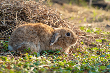 Fluffy brown bunny rabbit sitting on the dry grass over environment natural light background. Furry cute wild-animal single at outdoor. Easter animal concept.