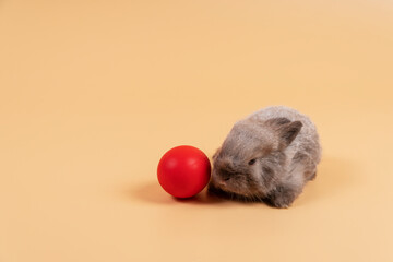 Easter holiday and baby bunny concept. Newborn brown and grey rabbit sitting with red paint easter...