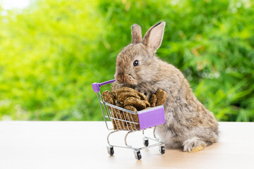 Easter holiday bunny animal and shopping online concept. Adorable baby rabbit brown pushing green shopping basket cart with cookie carrot while standing over green nature background.