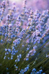Beautiful lavender field at sunrise. Purple flower background. Blossom violet aromatic plants.