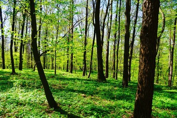Soczysta zieleń wiosennego lasu - obrazy, fototapety, plakaty