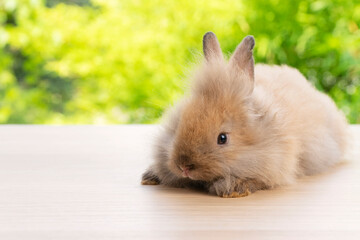 Adorable newborn tiny bunny brown rabbit sitting on the wood while looking at something over bokeh...