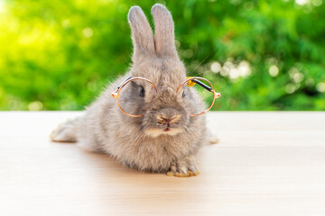 Bunny animal easter holiday concept. Lovely brown baby rabbit wearing eyeglasses sitting on the wood over green garden blurred background. Cuddly fur bunny with short eye sight.