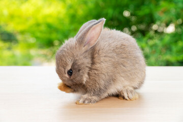 Easter animal concept. Lovely baby gray rabbit bunny cleaning own body while sitting alone on the wooden over blurred green nature background.