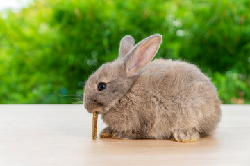 Grey baby bunny eating cookies carrot while sitting on the wooden over natural green bokeh background. Easter animal holiday concept.