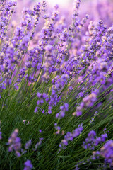 Beautiful lavender field at sunrise. Purple flower background. Blossom violet aromatic plants.