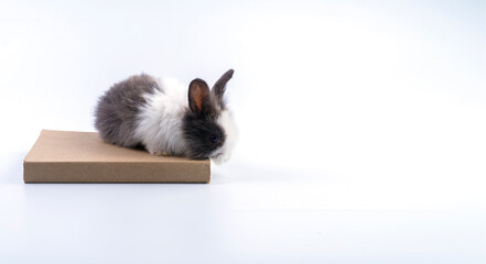 Easter holiday and education concept. Adorable little black and white bunny rabbit sitting on the...