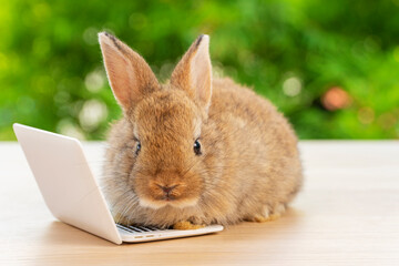 Newborn tiny white bunny with small laptop sitting on the wood. Lovely baby rabbit looking at camera on bokeh natural background. Easter holiday animal and technology e-learning concept.