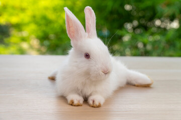 Adorable newborn tiny bunny white rabbit sitting on the wood while looking at something over bokeh...