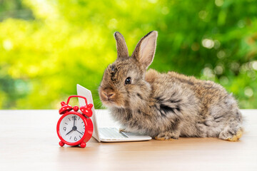 Easter holiday animal, technology e-learning concept. Baby bunny brown and grey with small laptop and alarm clock sitting on wood. Lovely baby rabbit learn with notebook over bokeh nature background.