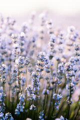 Beautiful lavender field at sunrise. Purple flower background. Blossom violet aromatic plants.